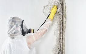 Asbestos and Lead Testing During Mold Inspection in Hinckley, MN